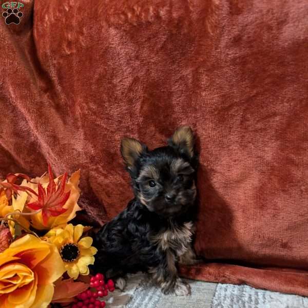 Jewel, Yorkie Puppy